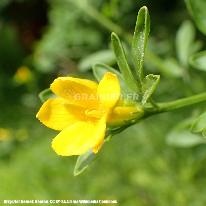 Summer jasmine, yellow jasmine, frutican jasminum image